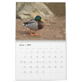 Hunting Mallard Ducks Calendar Kalender (Mar 2027)