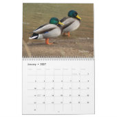 Hunting Mallard Ducks Calendar Kalender (Jan 2027)