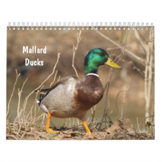 Hunting Mallard Ducks Calendar Kalender