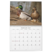 Hunting Mallard Ducks Calendar Kalender (Feb 2027)