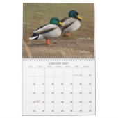 Hunting Mallard Ducks Calendar Kalender (Jan 2027)