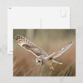 Hunting Owl Briefkaart (Voorkant / Achterkant)