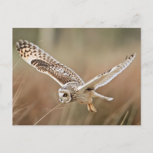 Hunting Owl Briefkaart (Voorkant)