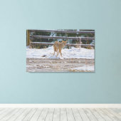 Hunting Vrouw Coyote and Snow Wildlife Foto 5 Canvas Afdruk (Insitu (Houten vloer))