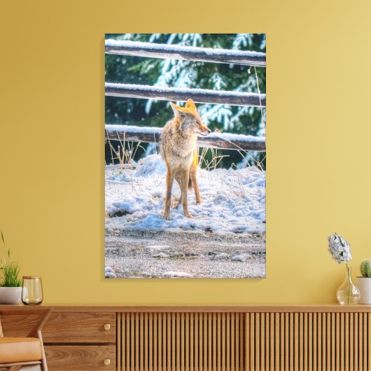 Hunting Vrouw Coyote and Snow Wildlife Photo Art Canvas Afdruk (Insitu (Woonkamer))