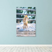 Hunting Vrouw Coyote and Snow Wildlife Photo Art Canvas Afdruk (Insitu (Houten vloer))