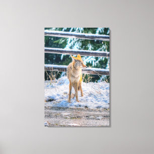Hunting Vrouw Coyote and Snow Wildlife Photo Art Canvas Afdruk