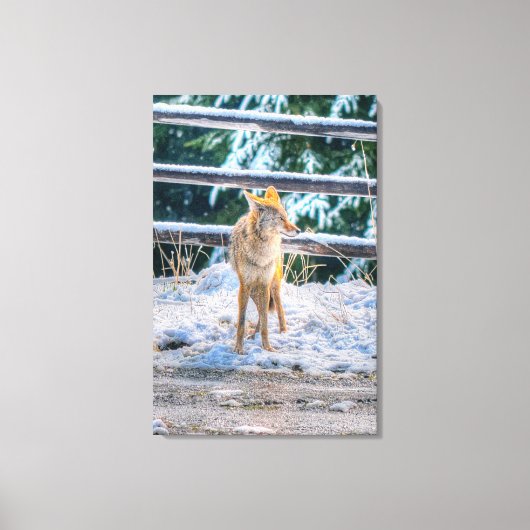 Hunting Vrouw Coyote and Snow Wildlife Photo Art Canvas Afdruk (Voorkant)