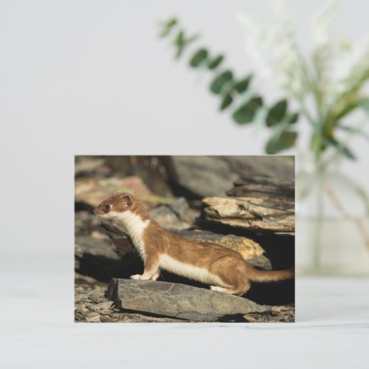 Hunting Weasel Briefkaart (Staand voorkant)