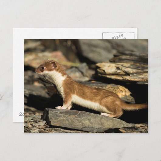 Hunting Weasel Briefkaart (Voorkant / Achterkant)