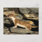 Hunting Weasel Briefkaart (Voorkant)