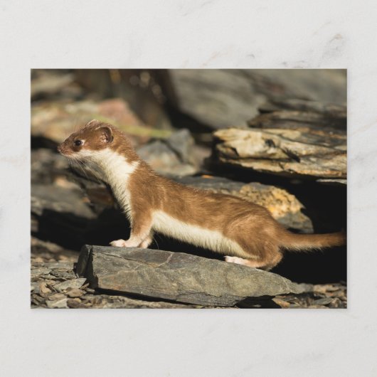 Hunting Weasel Briefkaart (Voorkant)