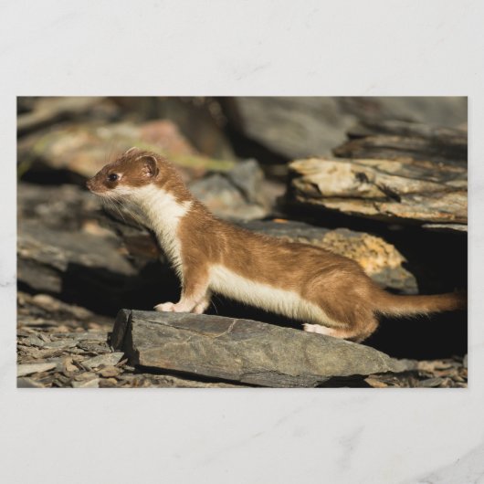 Hunting Weasel Briefpapier (Voorkant)