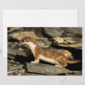 Hunting Weasel Briefpapier (Voorkant / Achterkant)