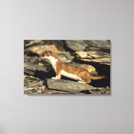 Hunting Weasel Canvas Afdruk (Voorkant)