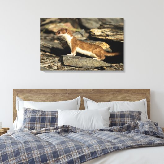 Hunting Weasel Canvas Afdruk (Insitu (Slaapkamer))