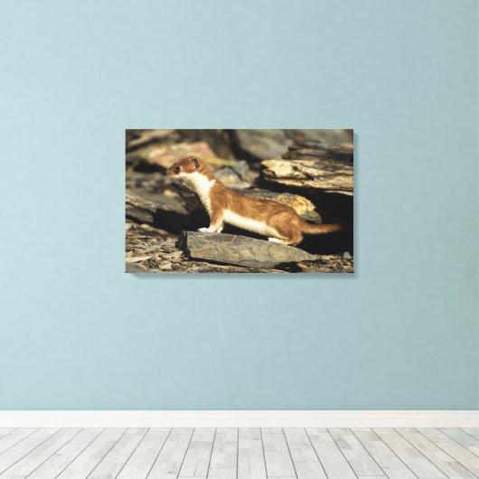 Hunting Weasel Canvas Afdruk (Insitu (Houten vloer))