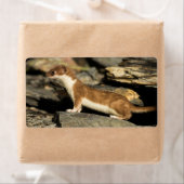 Hunting Weasel Etiket (Insitu)