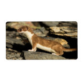 Hunting Weasel Etiket (Voorkant)