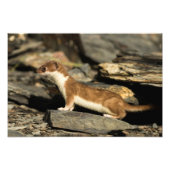 Hunting Weasel Foto Afdruk (Voorkant)