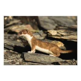 Hunting Weasel Foto Afdruk