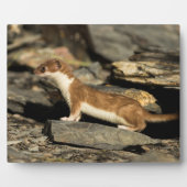 Hunting Weasel Fotoplaat (Voorkant)
