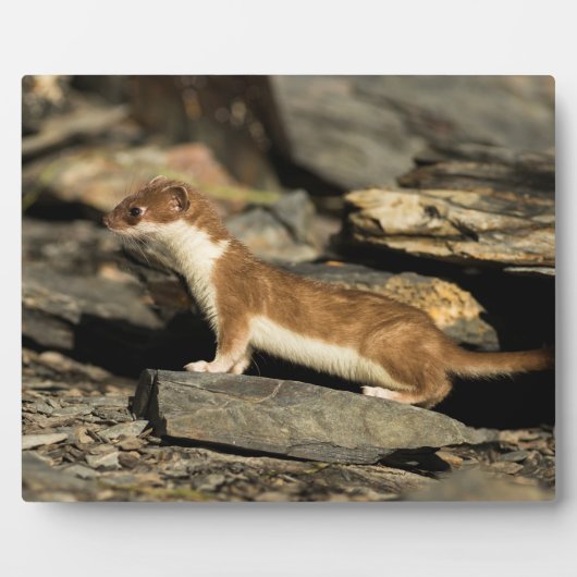 Hunting Weasel Fotoplaat (Voorkant)