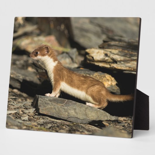 Hunting Weasel Fotoplaat (Zijkant)