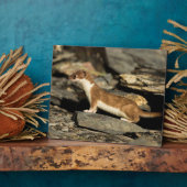 Hunting Weasel Fotoplaat (Zijkant)