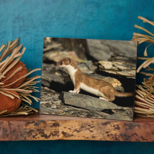 Hunting Weasel Fotoplaat (Zijkant)