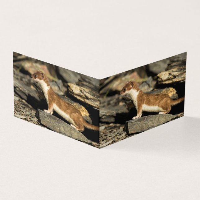 Hunting Weasel Kaart (Buitenkant)