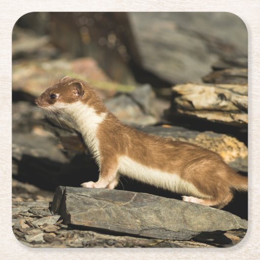 Hunting Weasel Kartonnen Onderzetters (Voorkant)