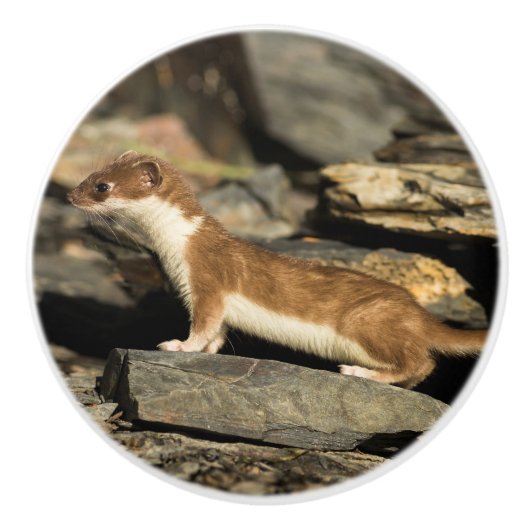 Hunting Weasel Keramische Knop (Voorkant)
