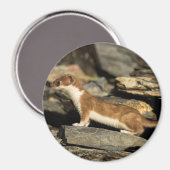 Hunting Weasel Magneet (Voorkant / Achterkant)
