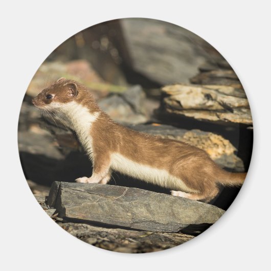 Hunting Weasel Magneet (Voorkant)