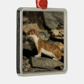 Hunting Weasel Metalen Ornament (Rechts)