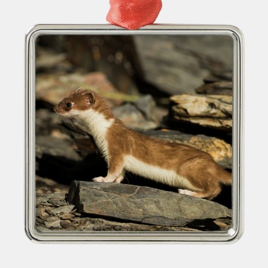 Hunting Weasel Metalen Ornament (Voorkant)