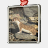 Hunting Weasel Metalen Ornament (Links)