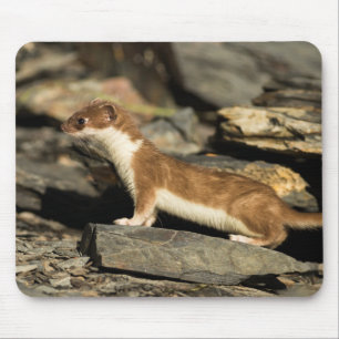 Hunting Weasel Muismat