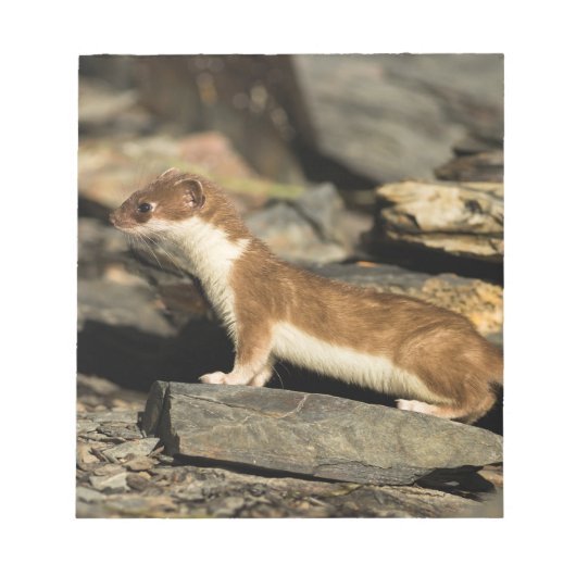 Hunting Weasel Notitieblok (Voorkant)