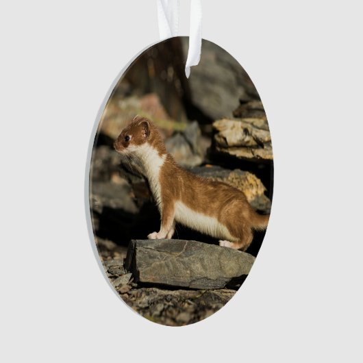 Hunting Weasel Ornament (voorkant)