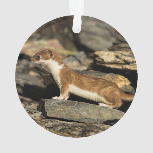 Hunting Weasel Ornament (achterkant)