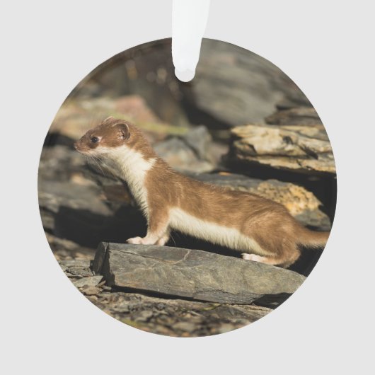 Hunting Weasel Ornament (voorkant)
