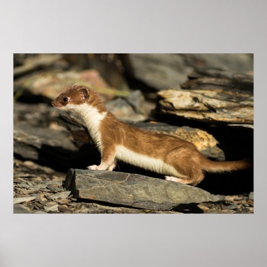 Hunting Weasel Poster (Voorkant)