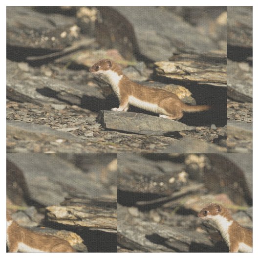 Hunting Weasel Stof (Close Up)