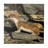 Hunting Weasel Tegeltje (Voorkant)