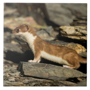Hunting Weasel Tegeltje