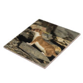 Hunting Weasel Tegeltje (Zijkant)