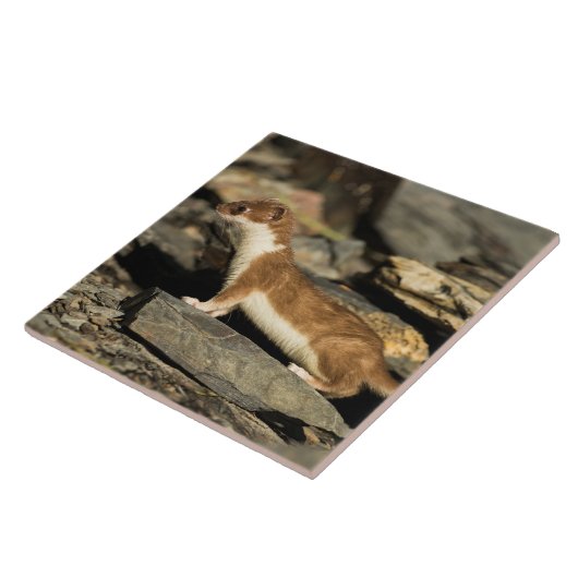 Hunting Weasel Tegeltje (Zijkant)