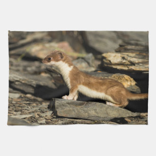 Hunting Weasel Theedoek